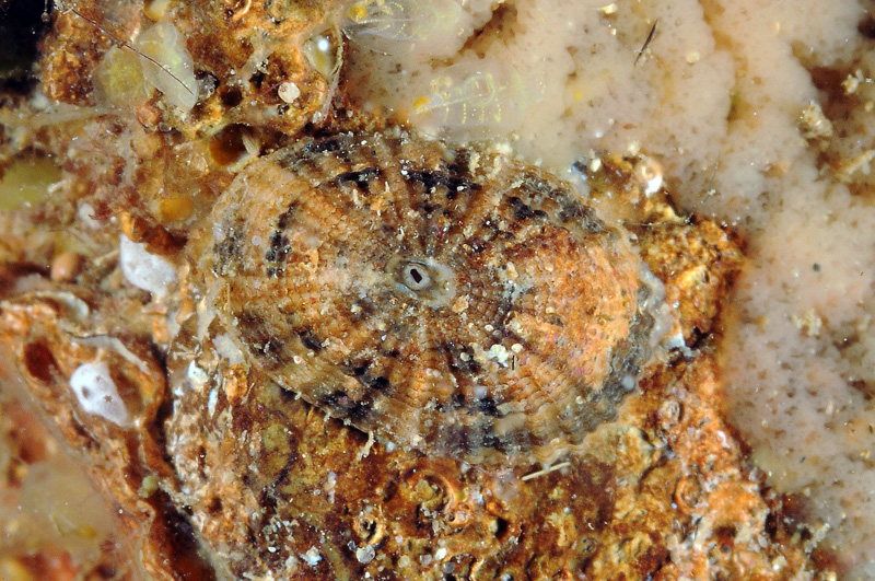 Diodora sp